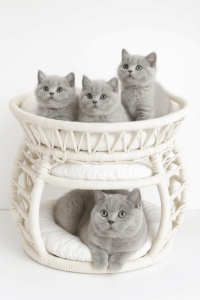 "Panier suspendu double en corde tressée, structure rigide, deux niveaux avec coussins blancs amovibles, pour chats de petite à moyenne taille."